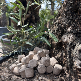 Mediterrane mesttabletten voor Mediterrane planten