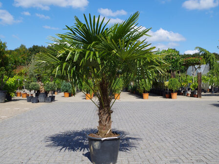 Trachycarpus fortunei 70 cm stamhoogte