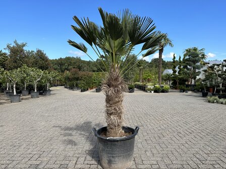 Trachycarpus wagnerianus met 80/100 cm stamhoogte.