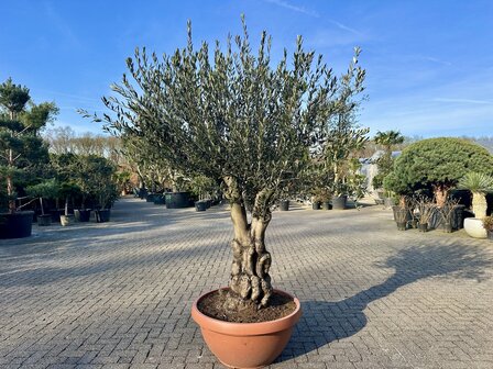 Olea europaea 60 &aacute; 80 cm stamomtrek met grillige vertakte stam