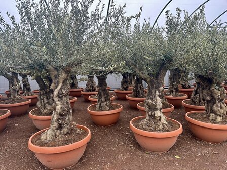 Olea europaea 60 &aacute; 80 cm stamomtrek met grillige vertakte stam