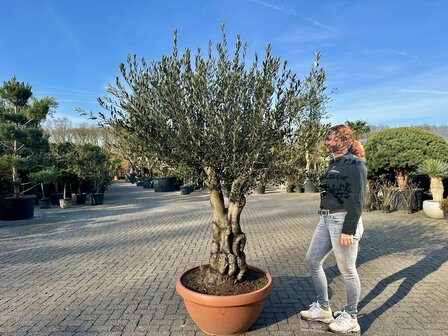 Olea europaea 60 &aacute; 80 cm stamomtrek met grillige vertakte stam