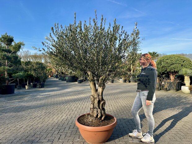 Olea europaea 60 á 80 cm stamomtrek met grillige vertakte stam