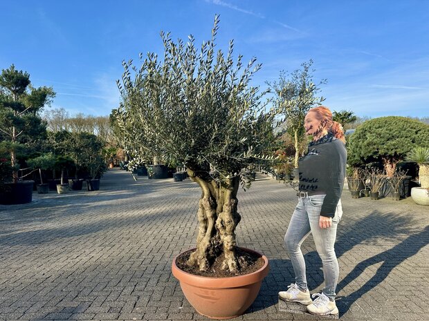 Olijfboom 80 á 100 cm stamomtrek in decoschaal met vertakte grillige stam